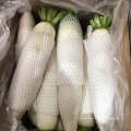 Chinese yam, white /green radish, fresh vegetable export by sea